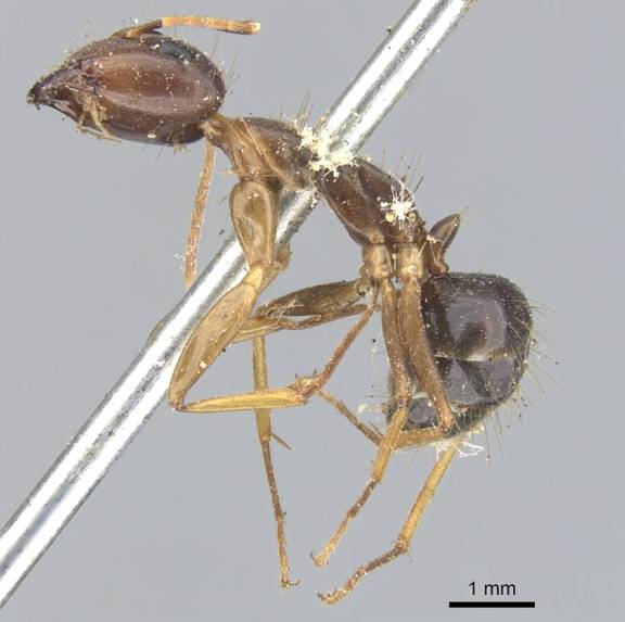 Camponotus arrogans