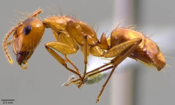 Camponotus balzani