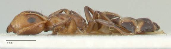 Camponotus bellus