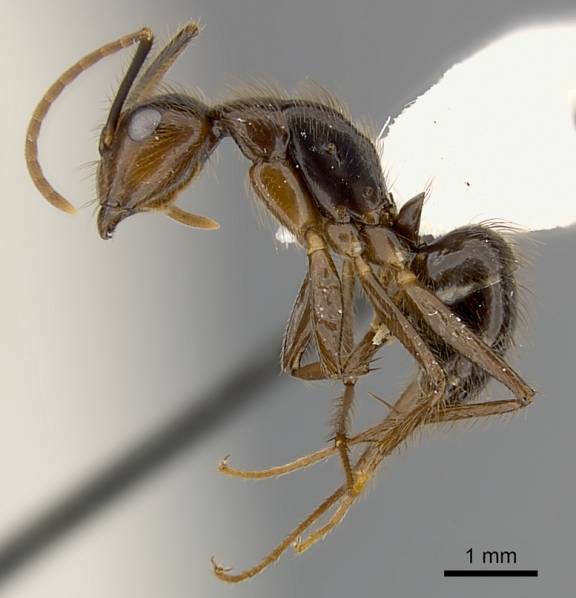 Camponotus bugnioni