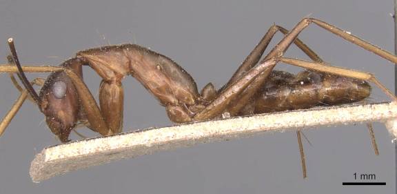 Camponotus carin