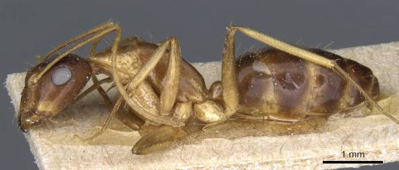 Camponotus cecconii