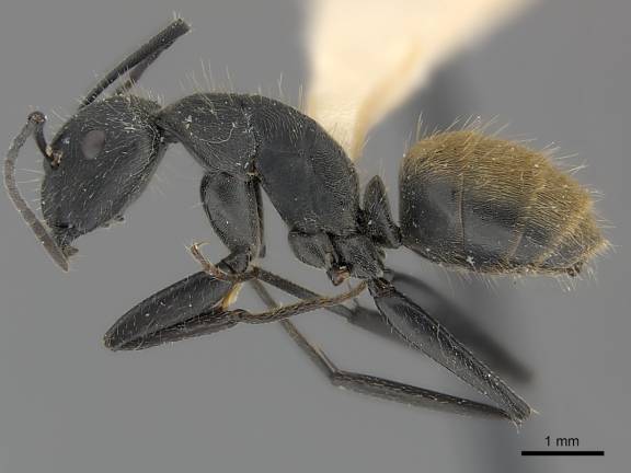 Camponotus chilensis