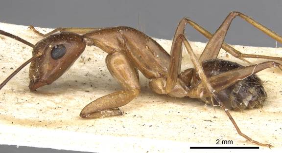 Camponotus circumspectus