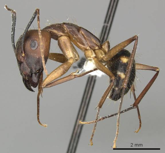 Camponotus coloratus