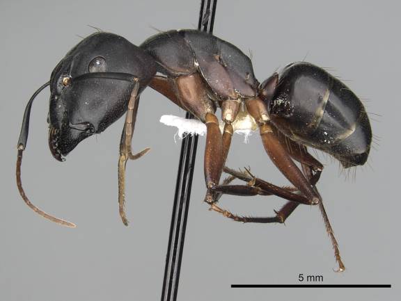Camponotus compressus