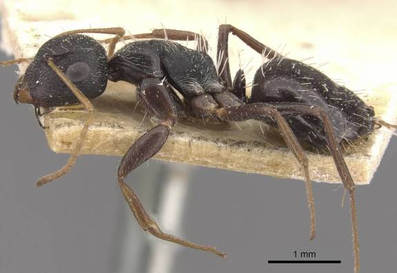 Camponotus confluens