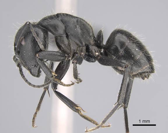 Camponotus distinguendus
