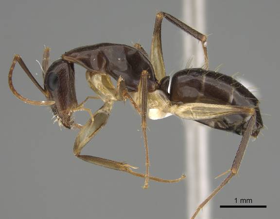 Camponotus elegans