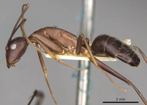 Camponotus erigens