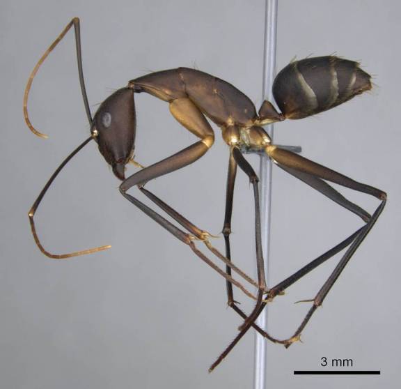 Camponotus etiolipes