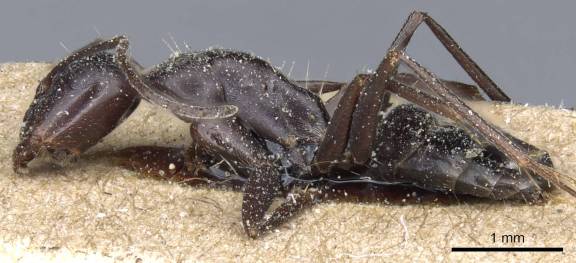 Camponotus feae