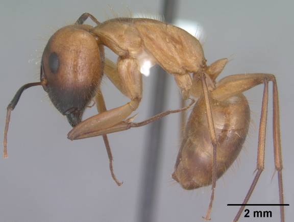 Camponotus festinatus