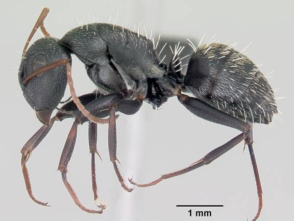 Camponotus grandidieri