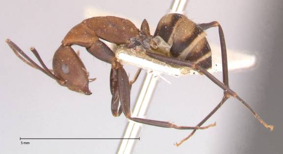 Camponotus habereri