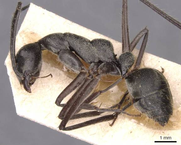Camponotus holosericeus