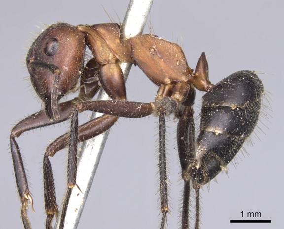Camponotus irritabilis