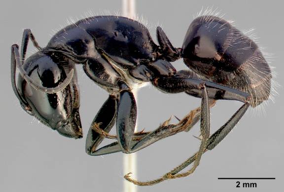 Camponotus laevissimus