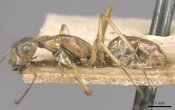 Camponotus lilianae