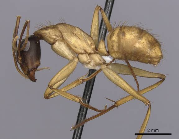 Camponotus loweryi