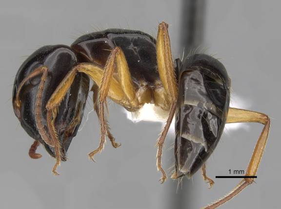 Camponotus lownei