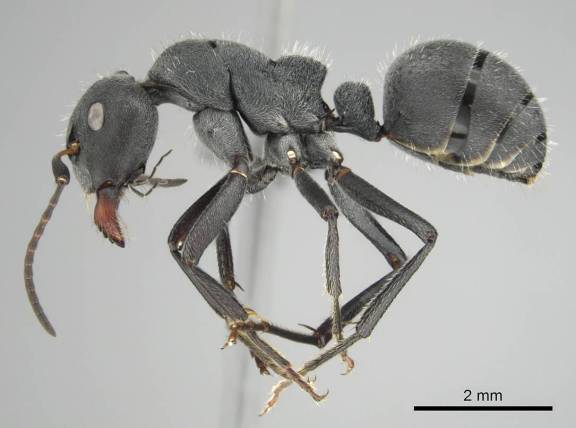 Camponotus mayri