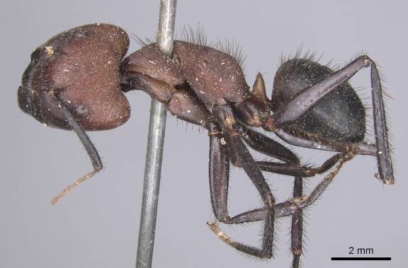 Camponotus misturus