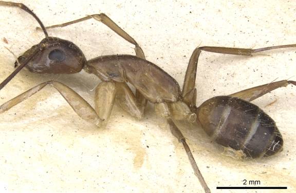 Camponotus mitis
