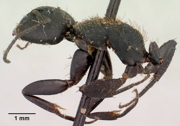 Camponotus nossibeensis