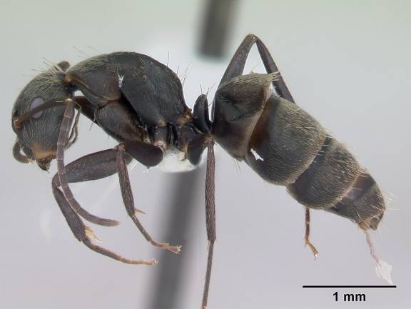 Camponotus novogranadensis