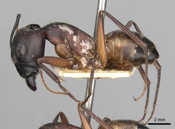 Camponotus oasium