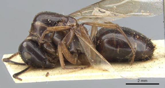 Camponotus oblongus