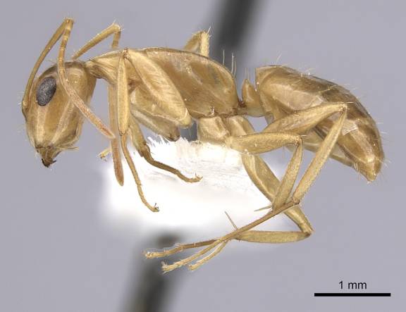 Camponotus orthocephalus