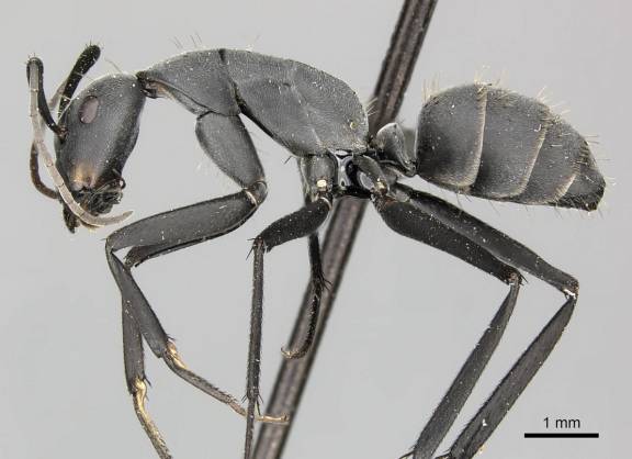 Camponotus petersii