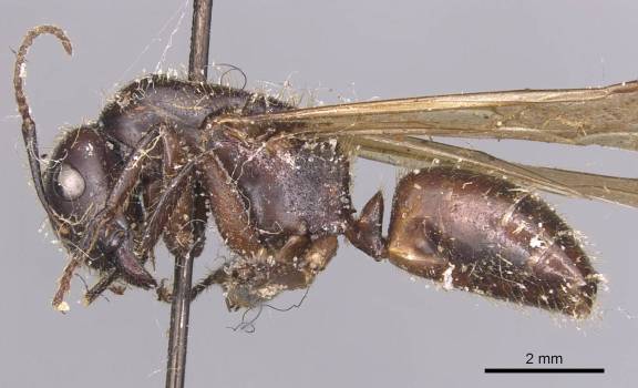 Camponotus pressipes