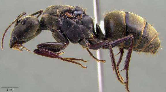 Camponotus pseudolendus