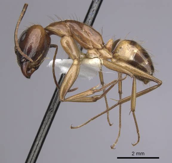 Camponotus pudorosus