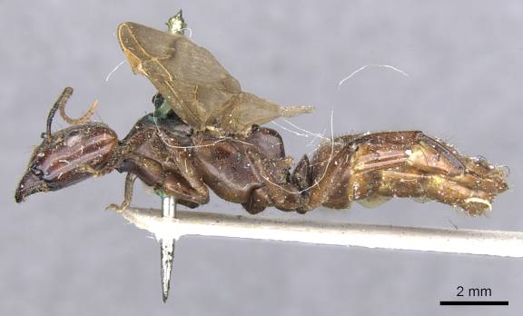 Camponotus quadrisectus