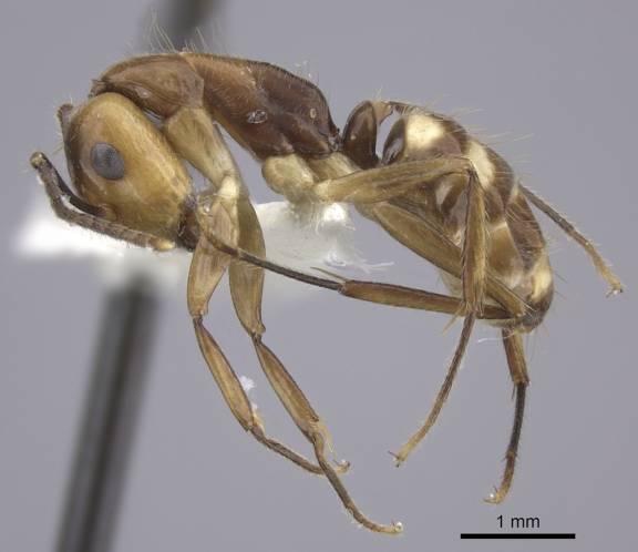 Camponotus reburrus