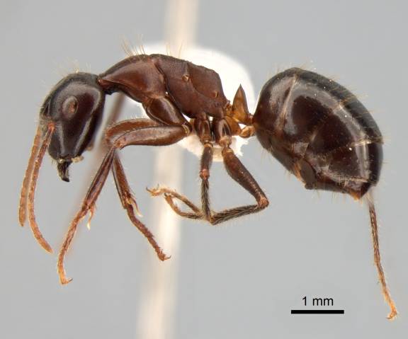 Camponotus rufifemur