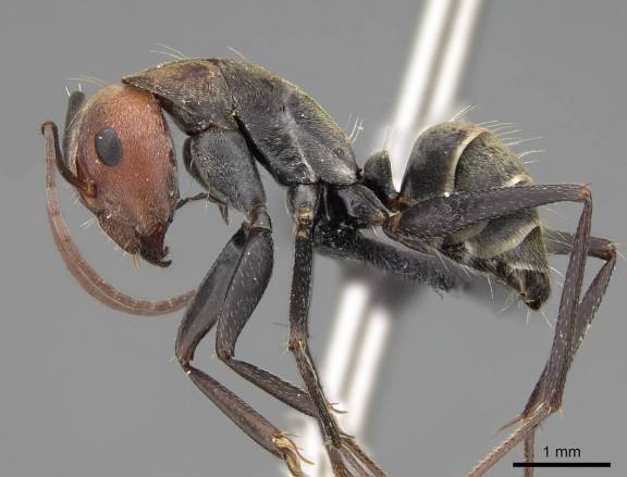 Camponotus rufoglaucus
