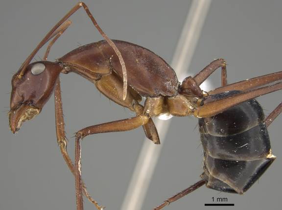 Camponotus rufus