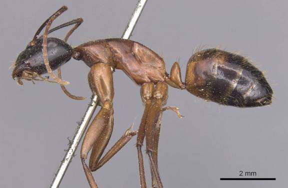 Camponotus samius