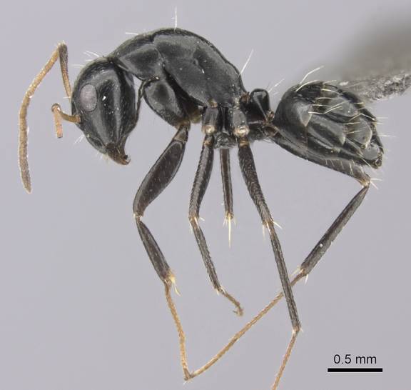 Camponotus schoutedeni