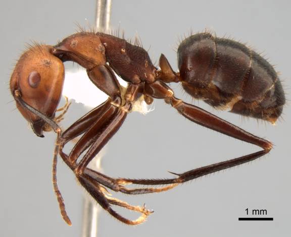Camponotus sedulus