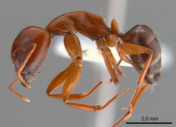 Camponotus shaqualavensis