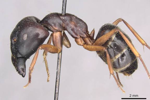 Camponotus siemsseni