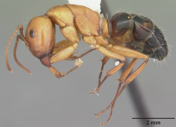 Camponotus snellingi