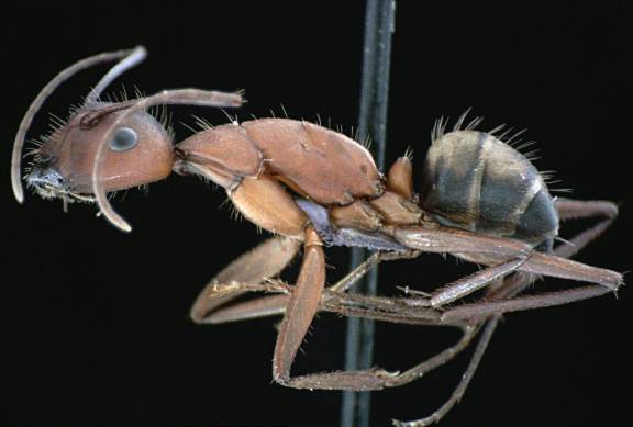 Camponotus socius