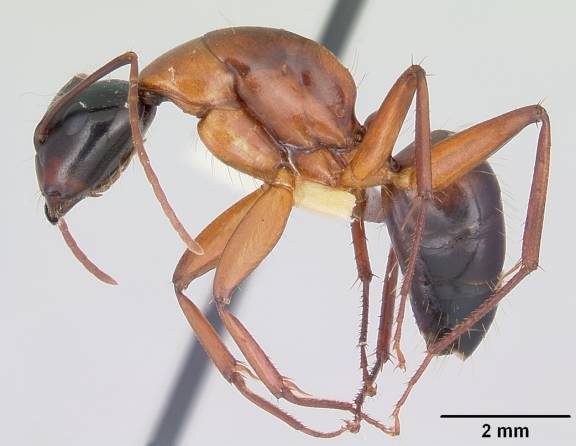 Camponotus texanus